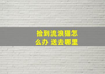 捡到流浪猫怎么办 送去哪里